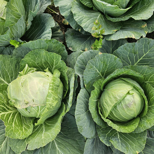 Cabbage